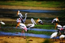 birds-at-kumana