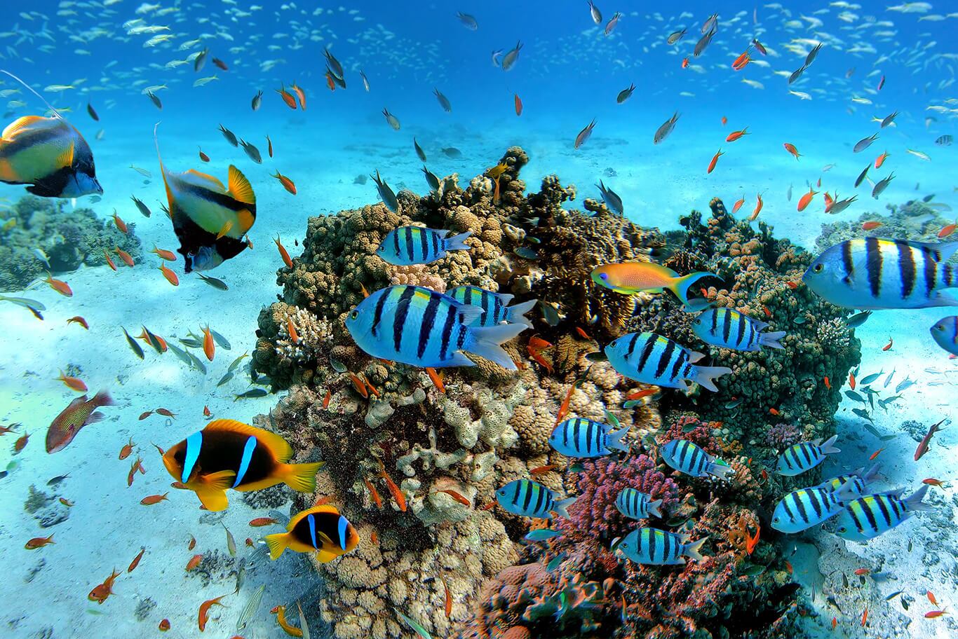 snorkeling-marine-life
