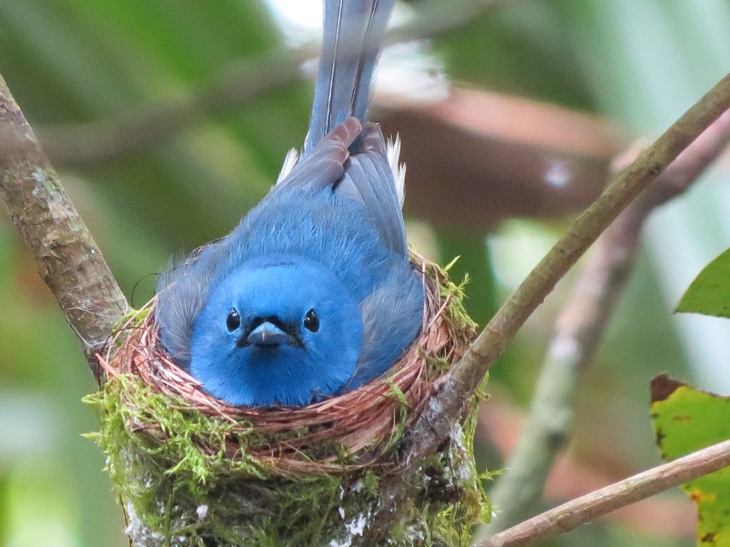 White-bellied_Blue_Flycatcher_in_Sinharaja_National_Park-1