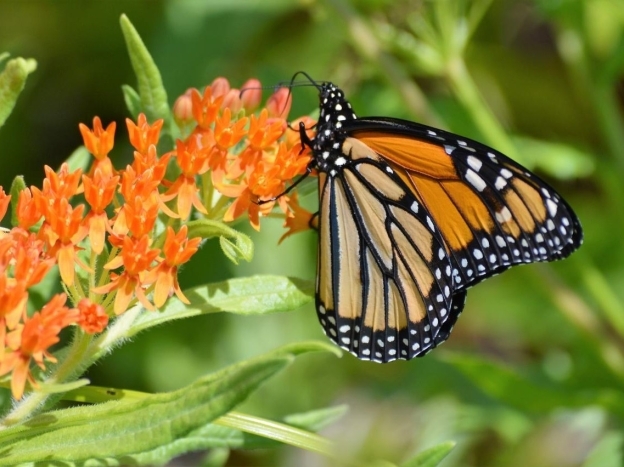 butterflies in dehiwala zoo