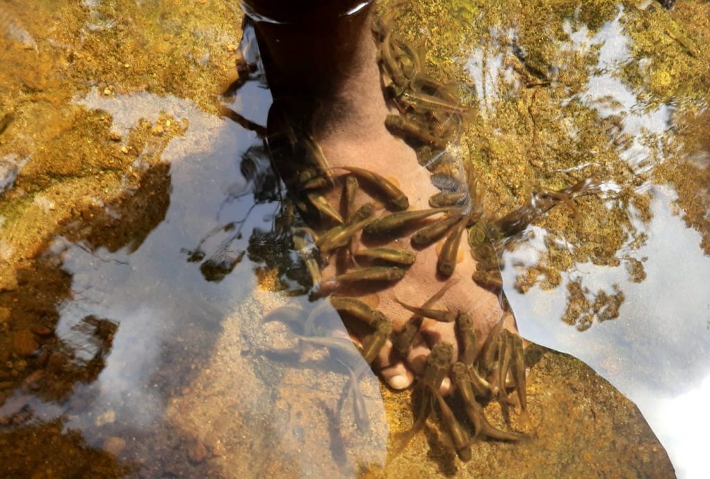 Fish at Sinharaja Rain Forest Fish at Sinharaja Rain Forest