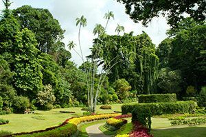 Botanical-Garden-Kandy-Sri-Lanka