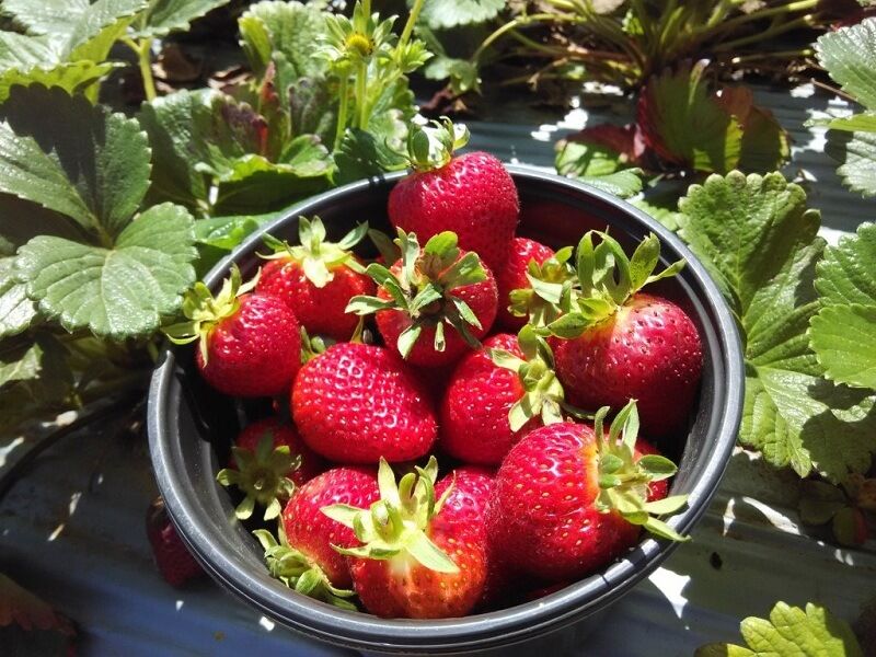 Fresh Strawberry at Nuwara Eliya Farm