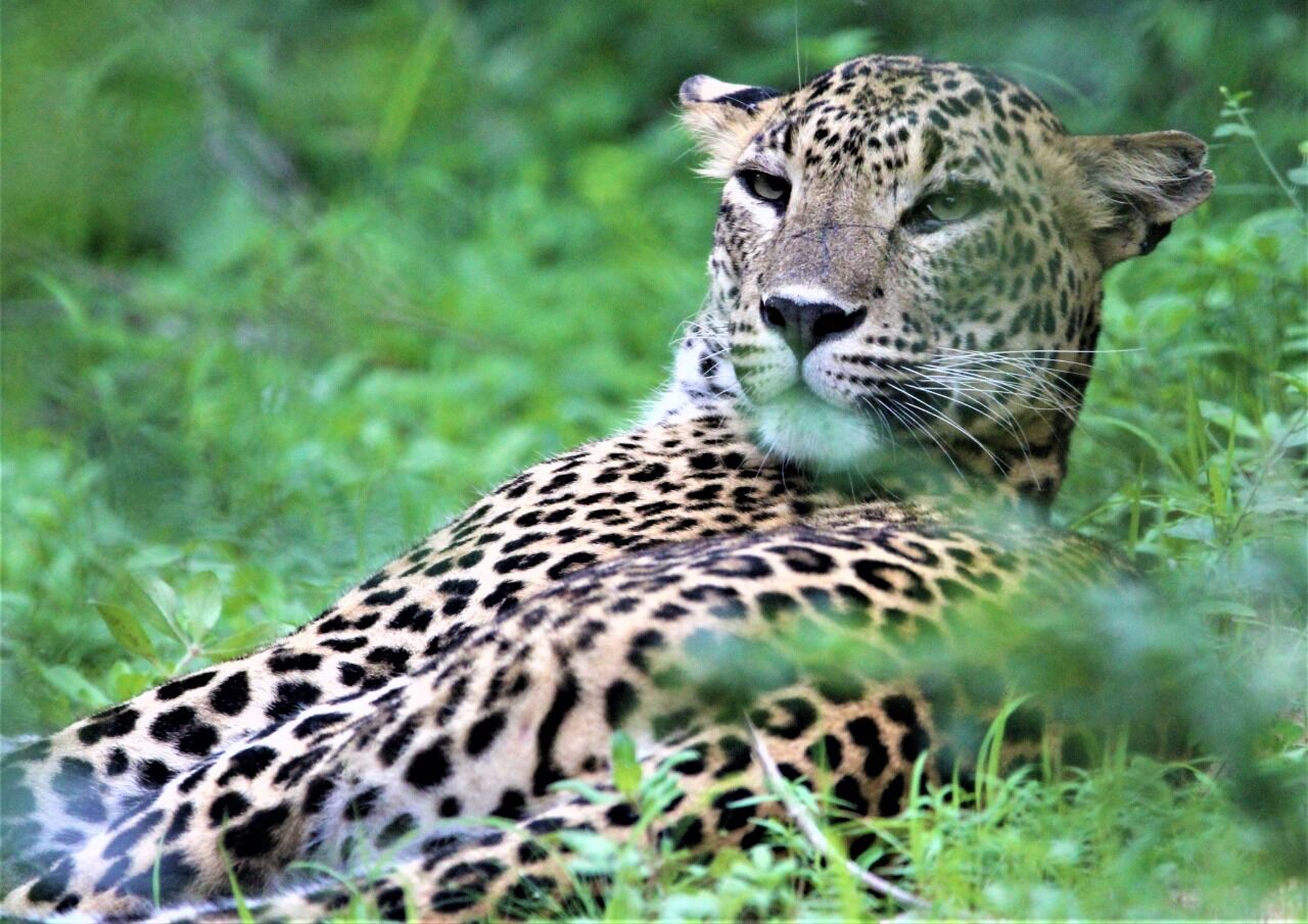 Lepard at Yala National park