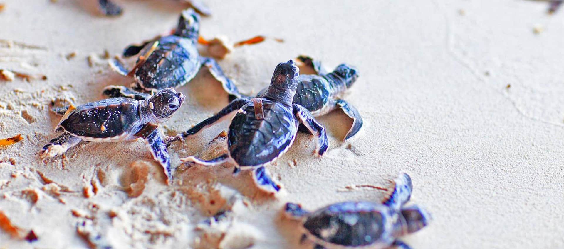 Kosgoda Turtle Hatchery 