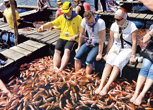 Fish Therapy at Bentota