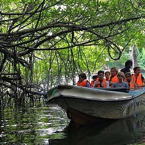 Mangroves and Thick Forest at Madu River