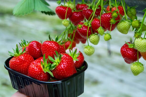 Harvest of fresh tasty ripe red strawberries growing on strawberry farm in greenhouse at Nuwara Eliya