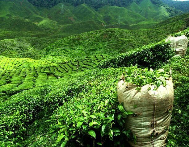 Green Tea Plantation at Nuwara Eliya