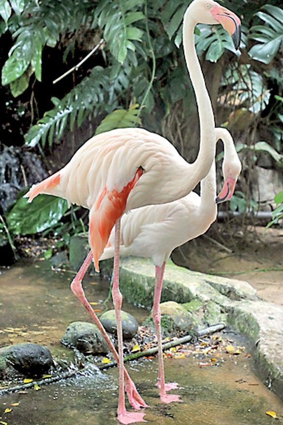 flemingos in dehiwala zoo