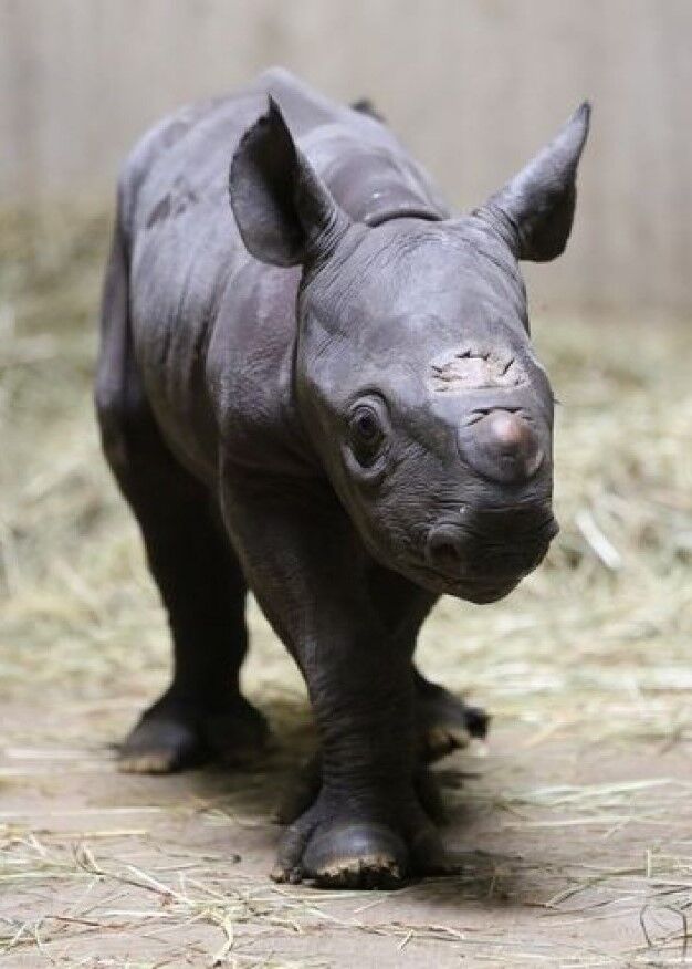 rino baby dehiwala zoo