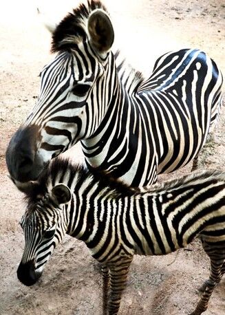 zeebra dehiwala zoo