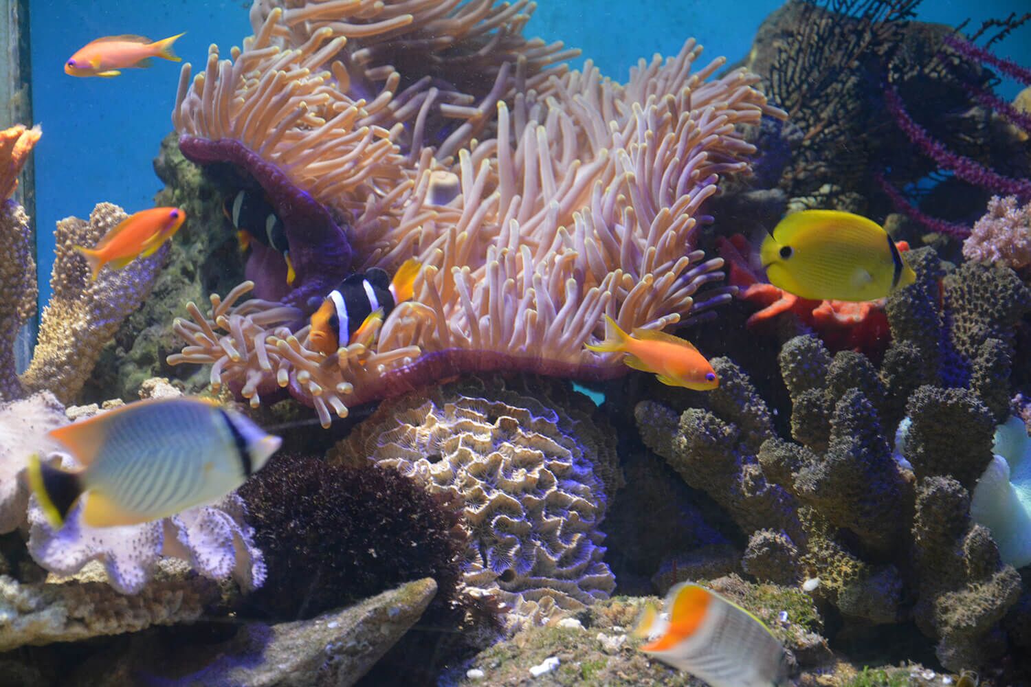 aquarium inside dehiwala zoo