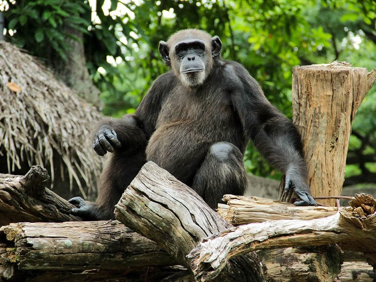 monkeys in dehiwala zoo