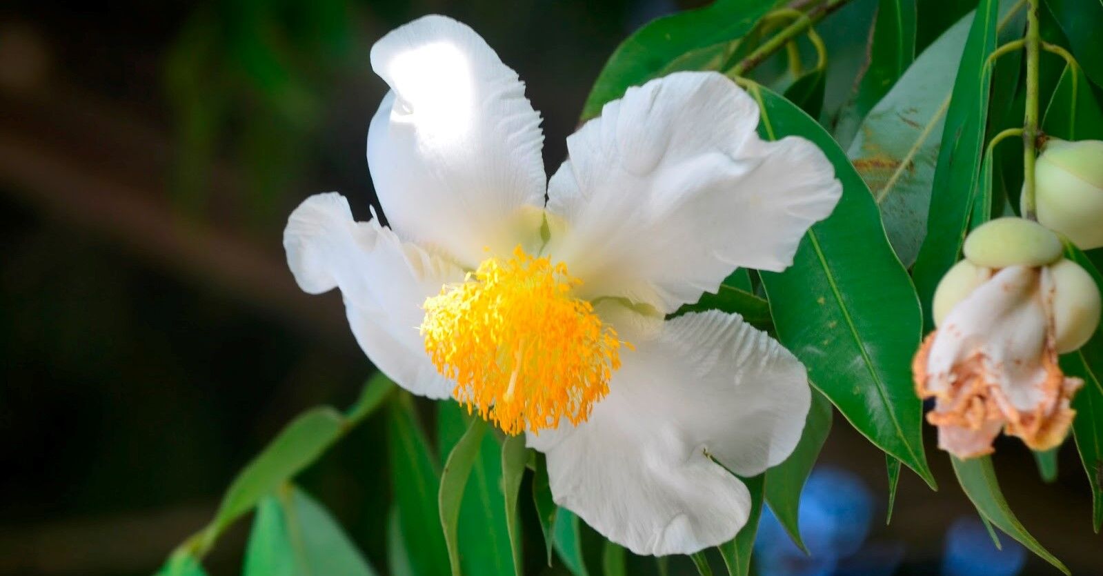 national tree Na in namal uyana