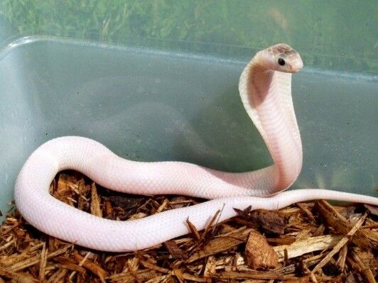 white cobra in dehiwala zoo