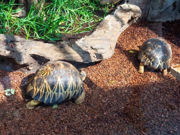 turtles in dehiwala zoo