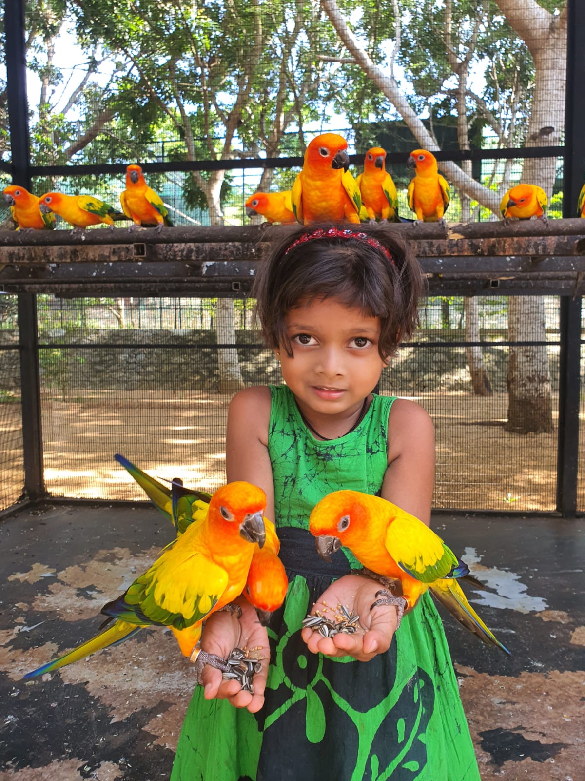 small birds in birds par hambantota