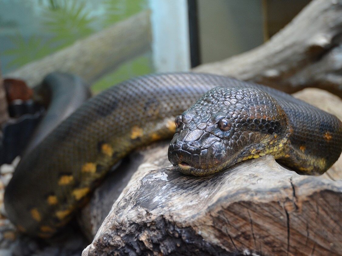 anaconda in dehiwala zoo