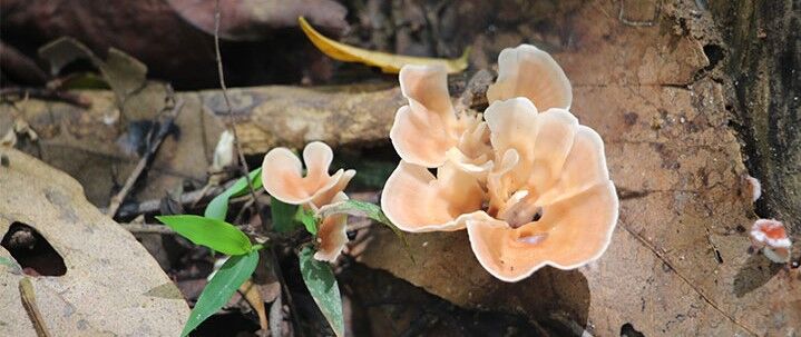 mushrooms in pophams