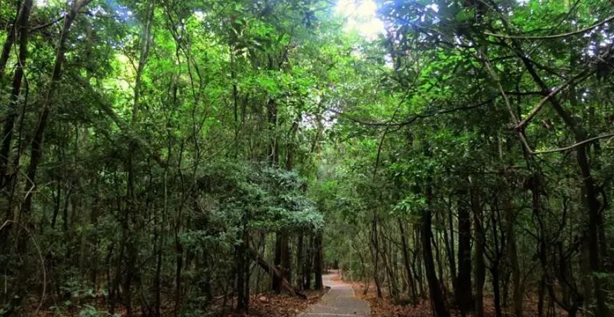 Namal Uyana forest na trees