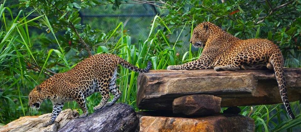 Pinnawala zoo leopards freely moving 