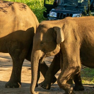 Hurulu Eco Park Private Full Day Safari
