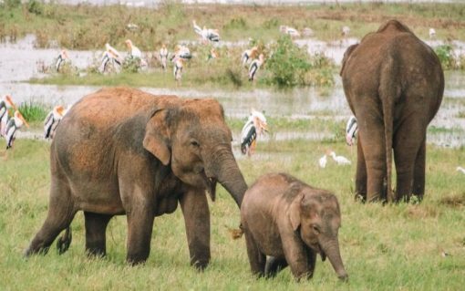 Kaudulla National Park Private Full Day Safari - Image 3