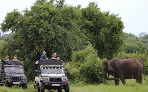 Kaudulla National Park Private Full Day Safari