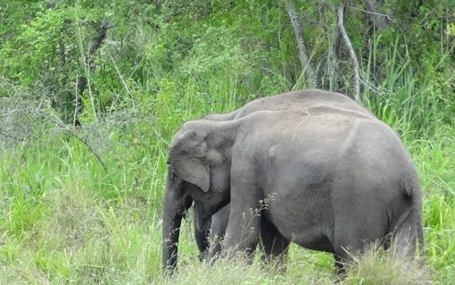 Hurulu Eco Park Private Half Day (4 hours) Safari - Image 2