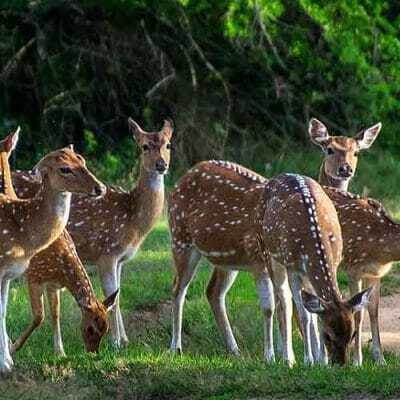 Yala National Park Half Day (4 hours) Private Safari