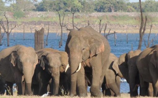 Kaudulla Private Half Day (4 hours) Safari - Image 3