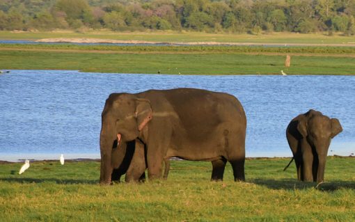Kaudulla Private Half Day (4 hours) Safari - Image 4