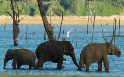 Kaudulla National Park Private Full Day Safari - Image 4