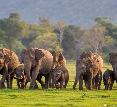 Minneriya Private Full Day Safari