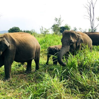 Hurulu Eco Park Private Half Day (4 hours) Safari
