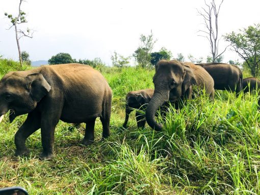 Hurulu Eco Park Private Half Day (4 hours) Safari