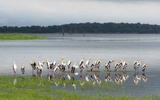 Kaudulla National Park Private Full Day Safari - Image 2