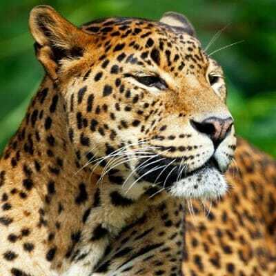 Yala Private Full Day Safari
