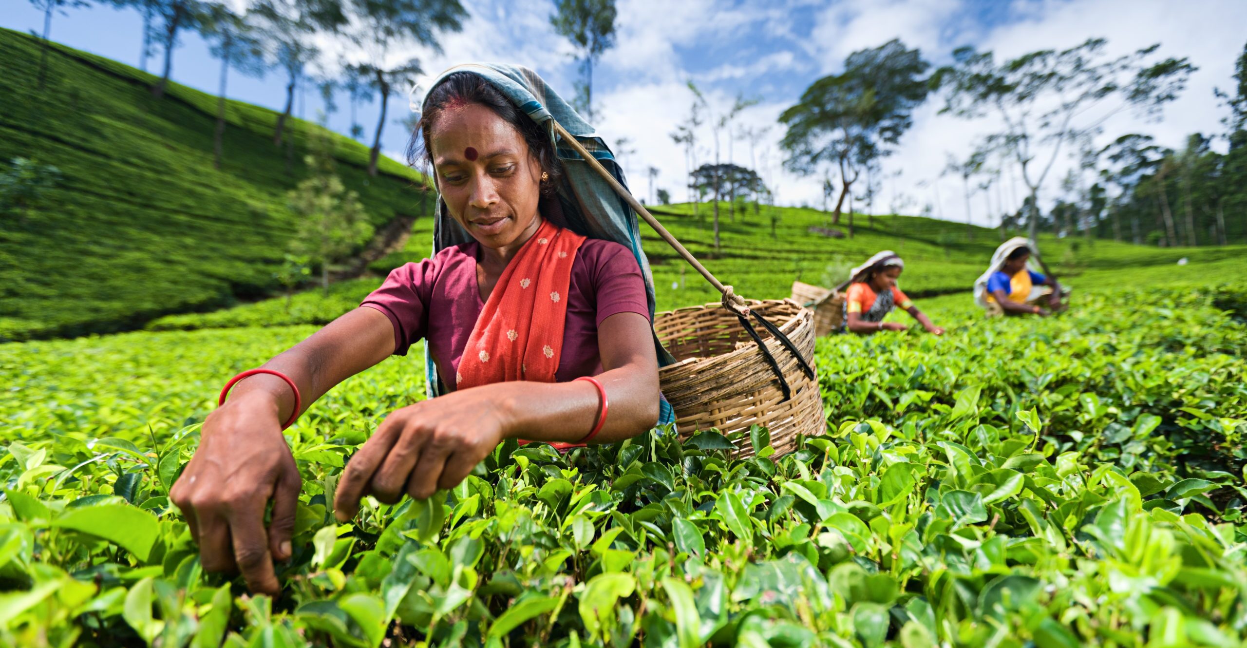 Tea Garden at Nuwara Eliya Tea Garden at Nuwara Eliya