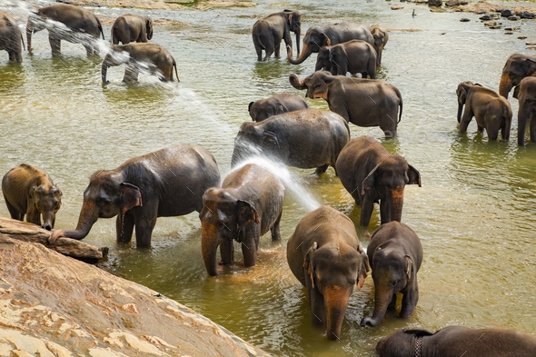 Elephants bathing in the river. Pinnawala Elephant Orphanage. Sri Lanka Elephants bathing in the river. Pinnawala Elephant Orphanage. Sri Lanka