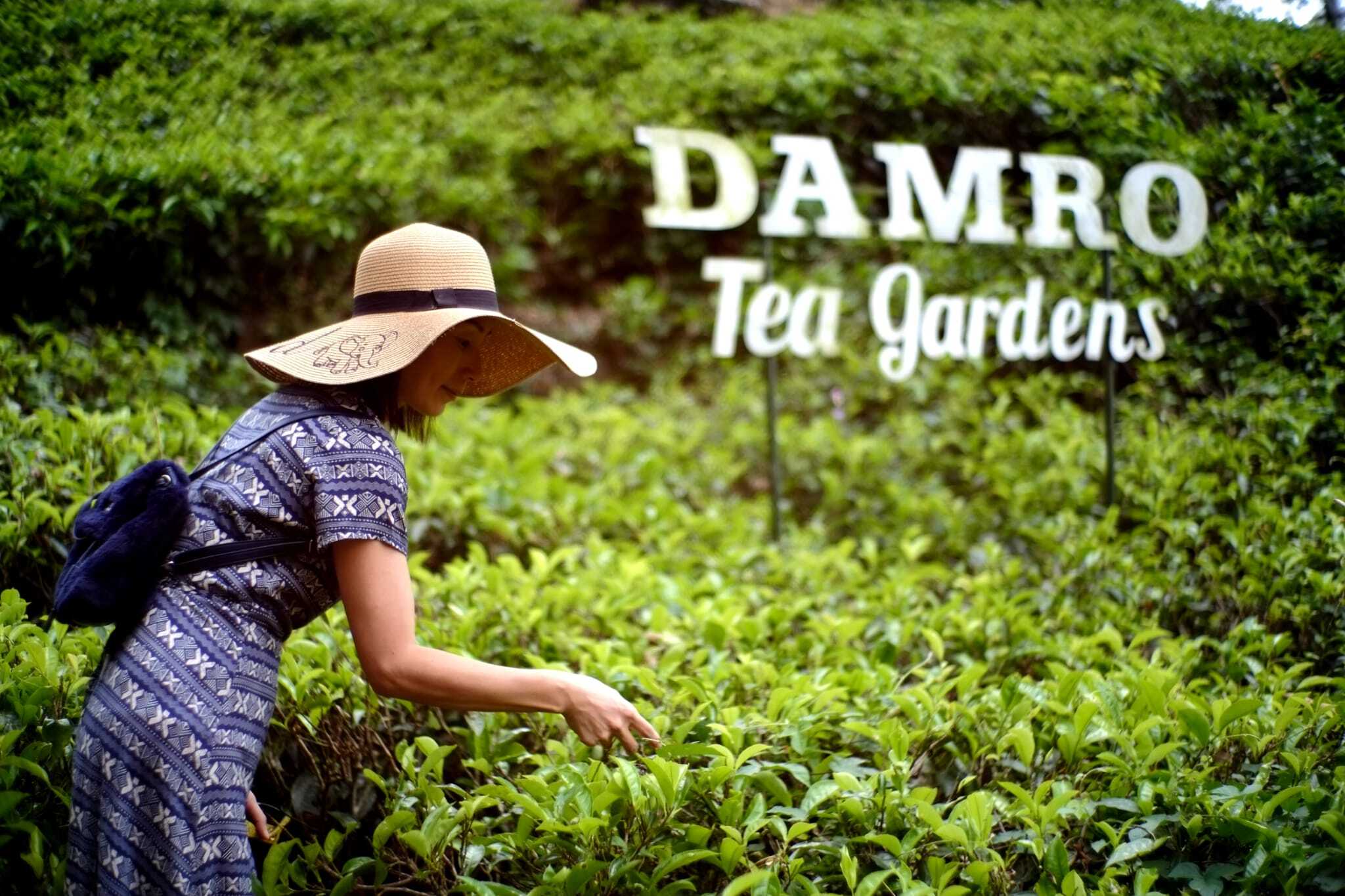 Damro Tea Garden at Nuwara Eliya Damro Tea Garden at Nuwara Eliya