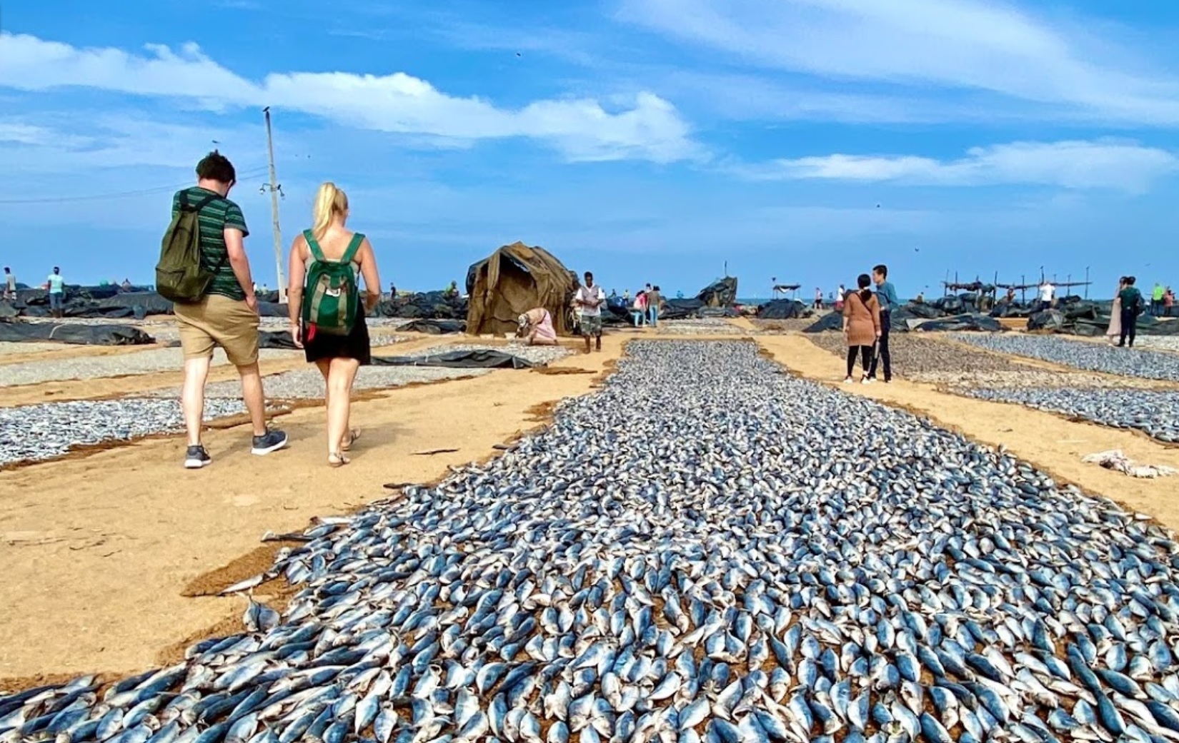 Negombo Fish Market Negombo Fish Market