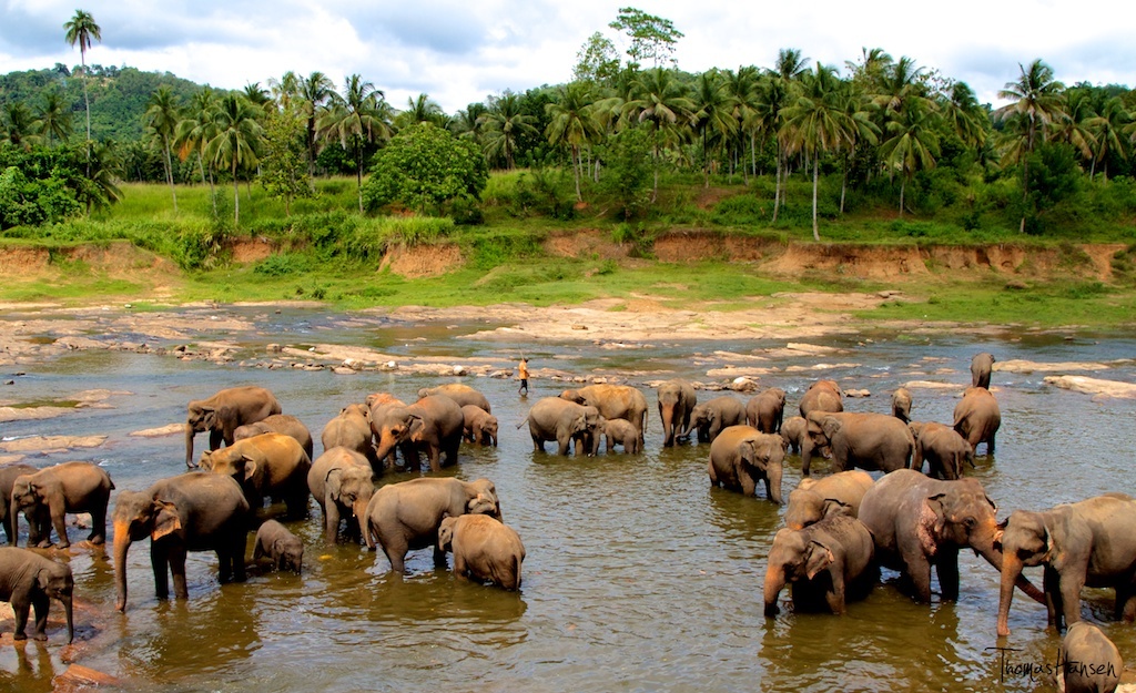 Elephant Bath at Pinnawala Elephant Bath at Pinnawala