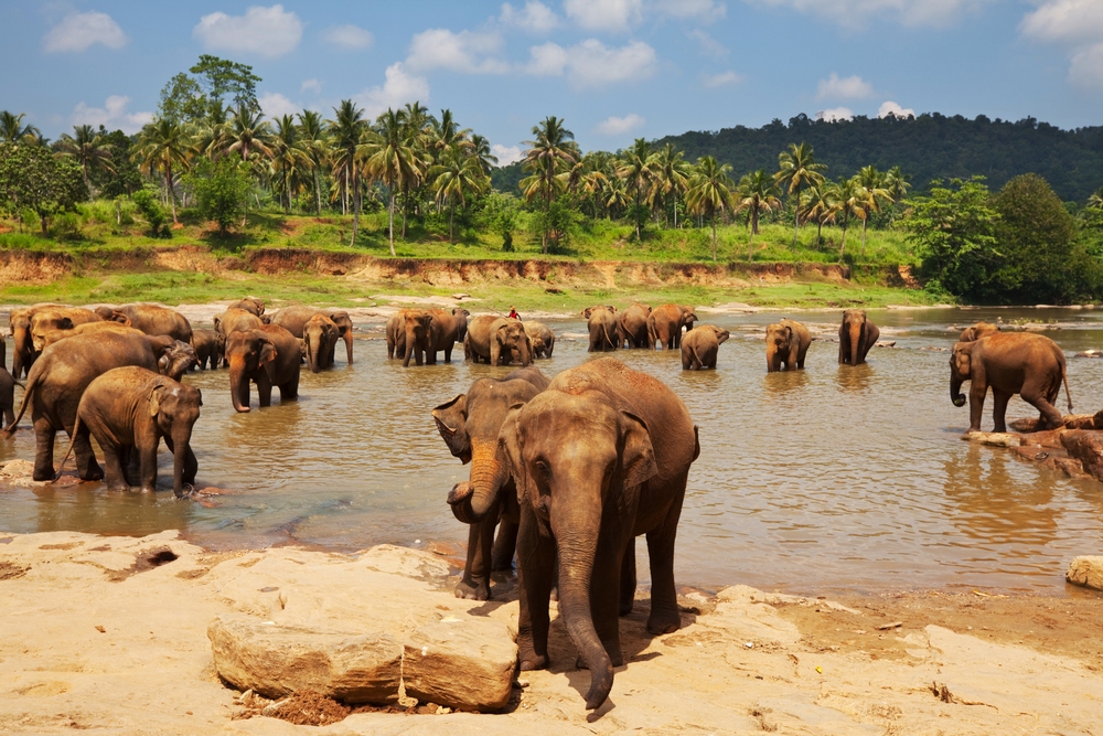 Elephant Bath at Pinnawala Elephant Orphanage Elephant Bath at Pinnawala Elephant Orphanage