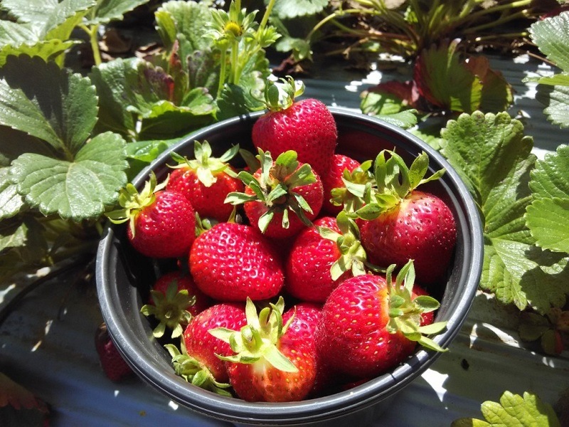 Fresh Strawberry at Nuwara Eliya Farm Fresh Strawberry at Nuwara Eliya Farm