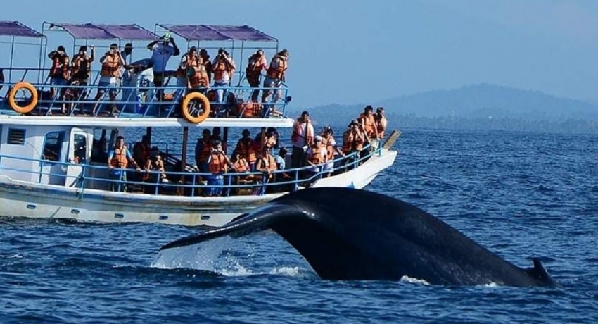 Whale & Dolphin Watching at Mirissa Whale & Dolphin Watching at Mirissa
