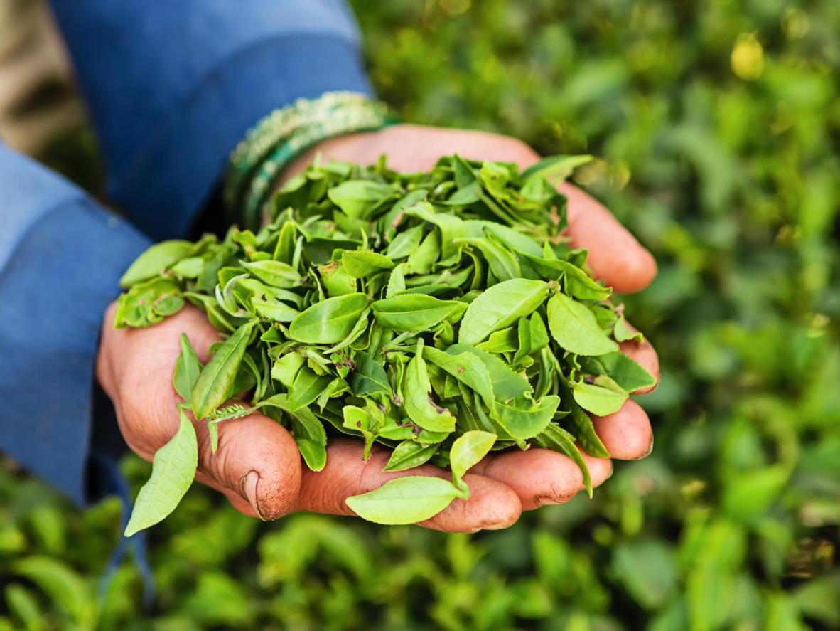Tea Leaves at Nuwara Eliya Tea Garden Tea Leaves at Nuwara Eliya Tea Garden