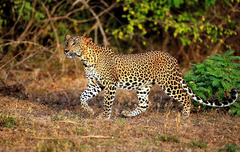 Leopard at Yala National Park Leopard at Yala National Park