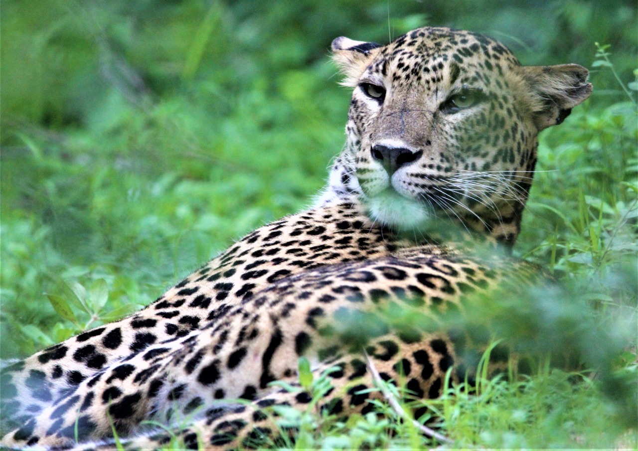 Lepard at Yala National park Lepard at Yala National park